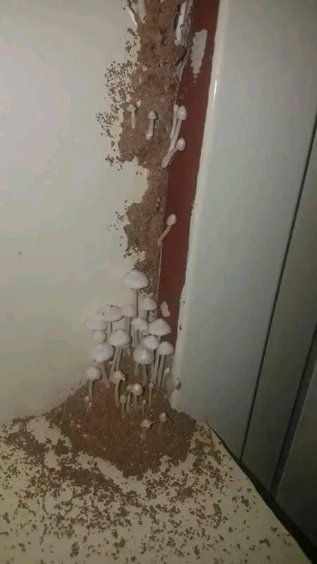 Fungal growth caused by moisture and pest damage