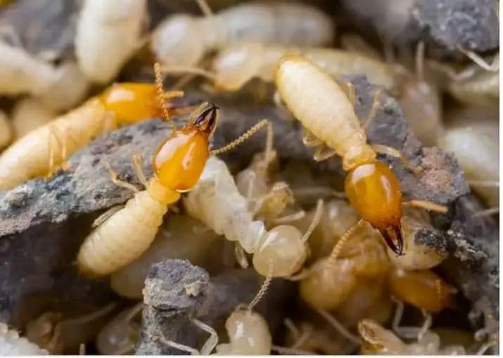 Close-up of termites